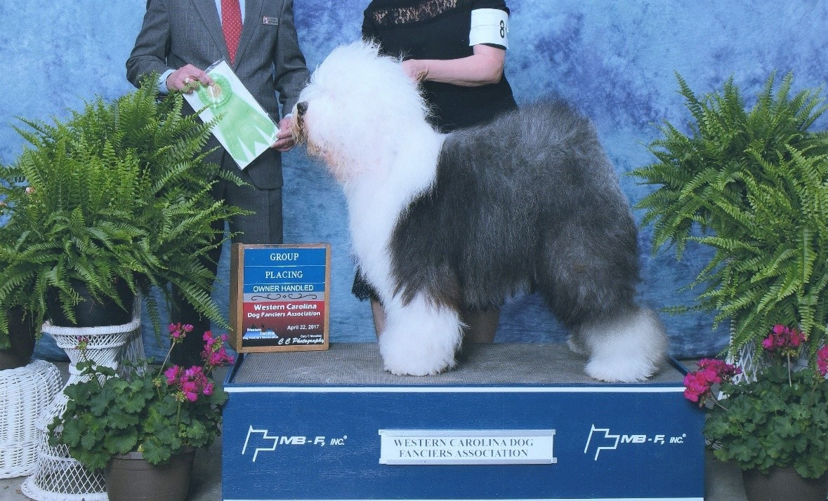 Blue old english hotsell sheepdog